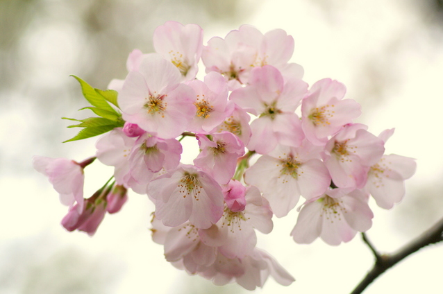 桜花