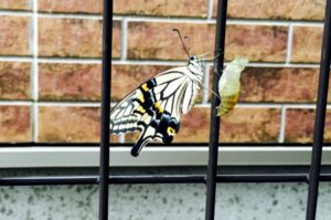 安定化志向だからこそ変革する